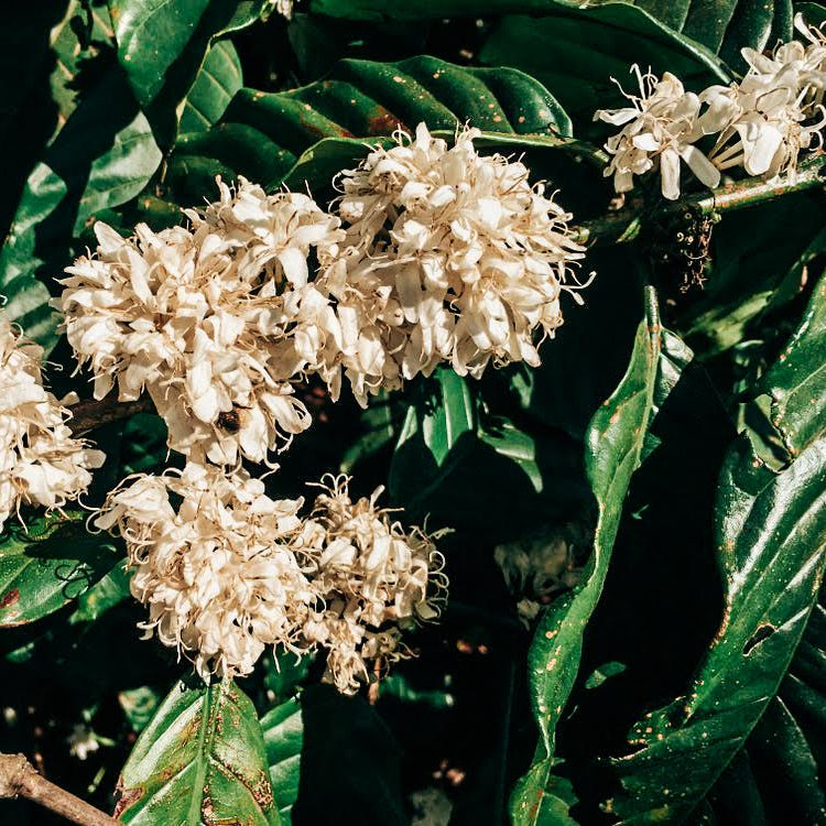 Flowering coffee plant during it's harvest cylcle in Vietnam