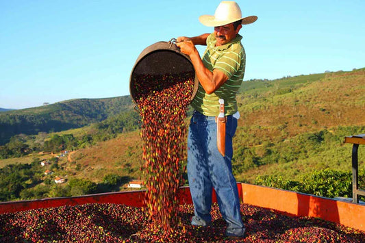 Single Origin vs Coffee Blends: Understanding What's in Your Cup
