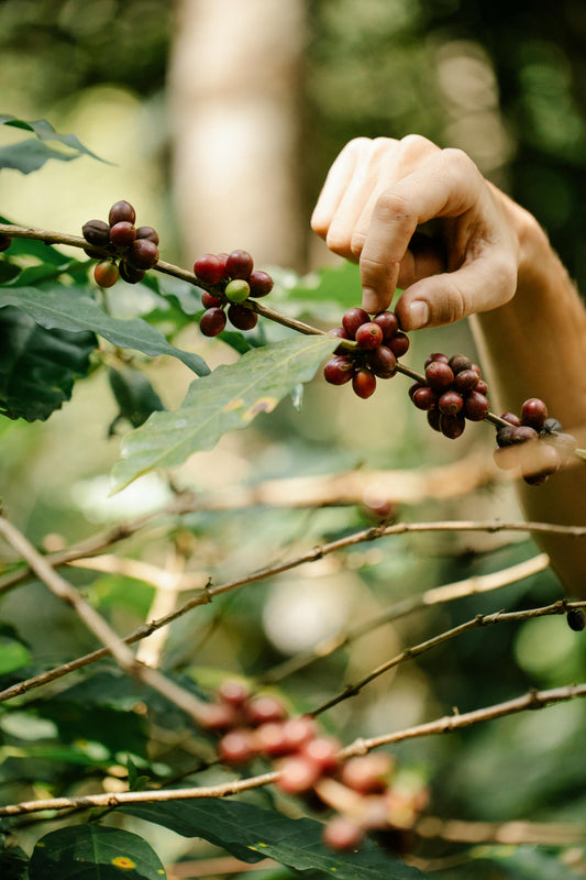 The Journey of Coffee - From Seed to Cup