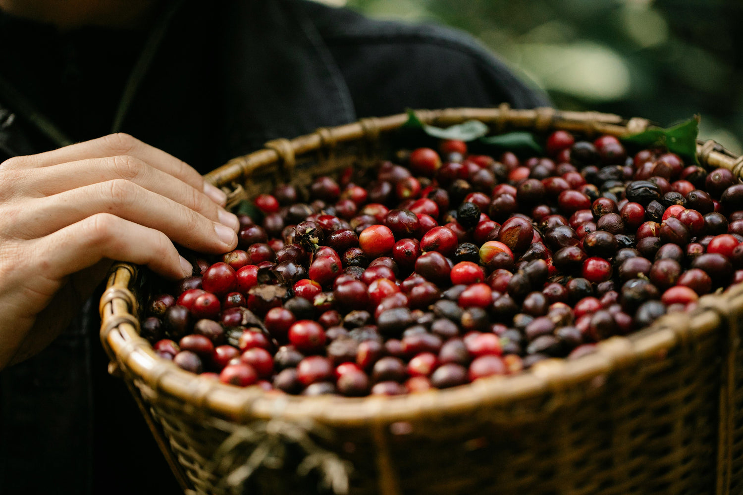 Single Origin