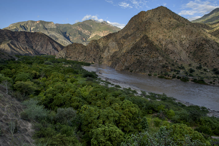 Peru Marañón (Swiss Water Decaf)