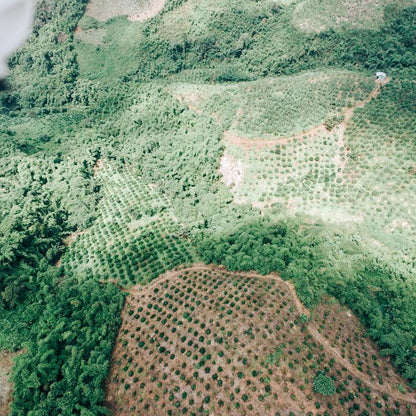 Aerial view of coffee growing fields in Lam Dong, Vietnam