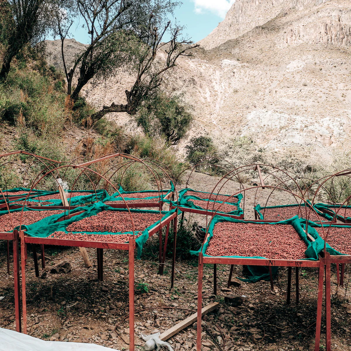 Coffee cherries being dried on beds at the farm in Al Hayma, Yemen.