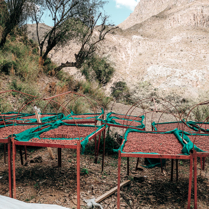 Coffee cherries being dried on beds at the farm in Al Hayma, Yemen.