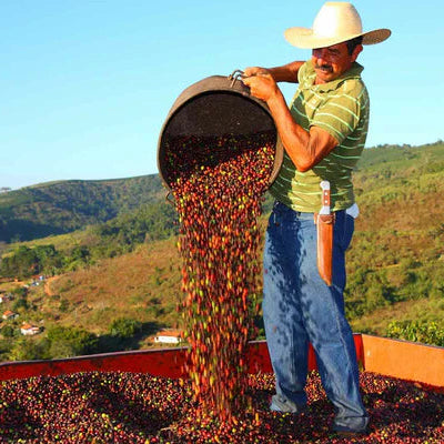 Brazil coffee farmer