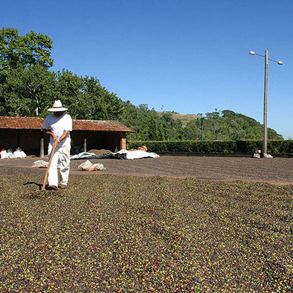 Brazilian natural process coffee being turned during drying