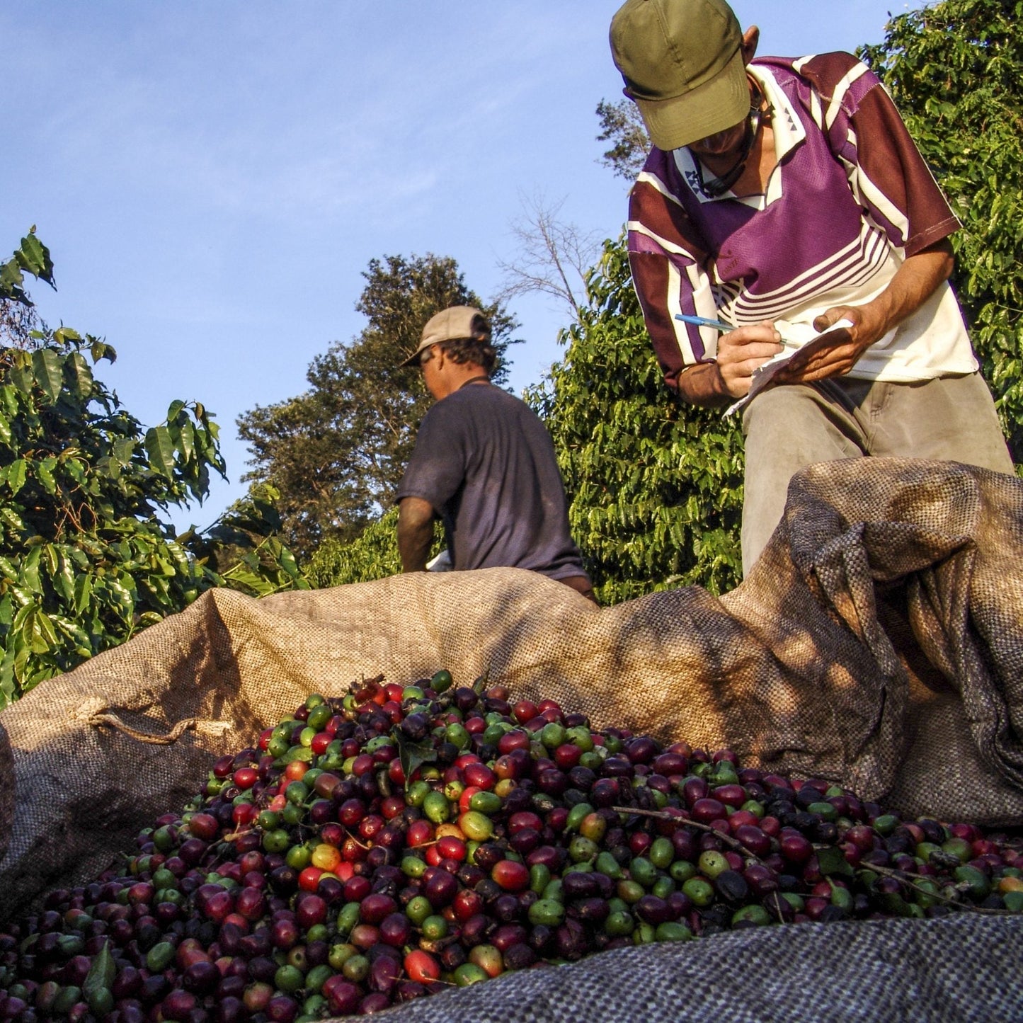 Brazilian coffee cherries being picked