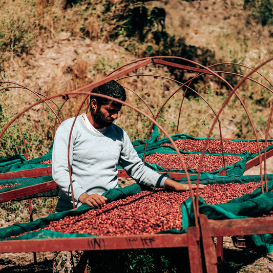 Coffee cherries being carefully monitored whilst drying in the sun in Yemen 