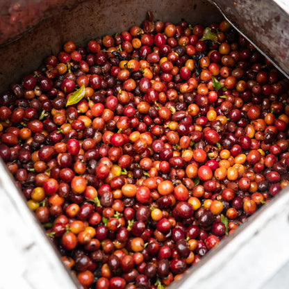 Coffee cherries being processed