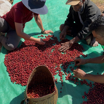 Coffee cherries being sorted for quality in Timor Leste