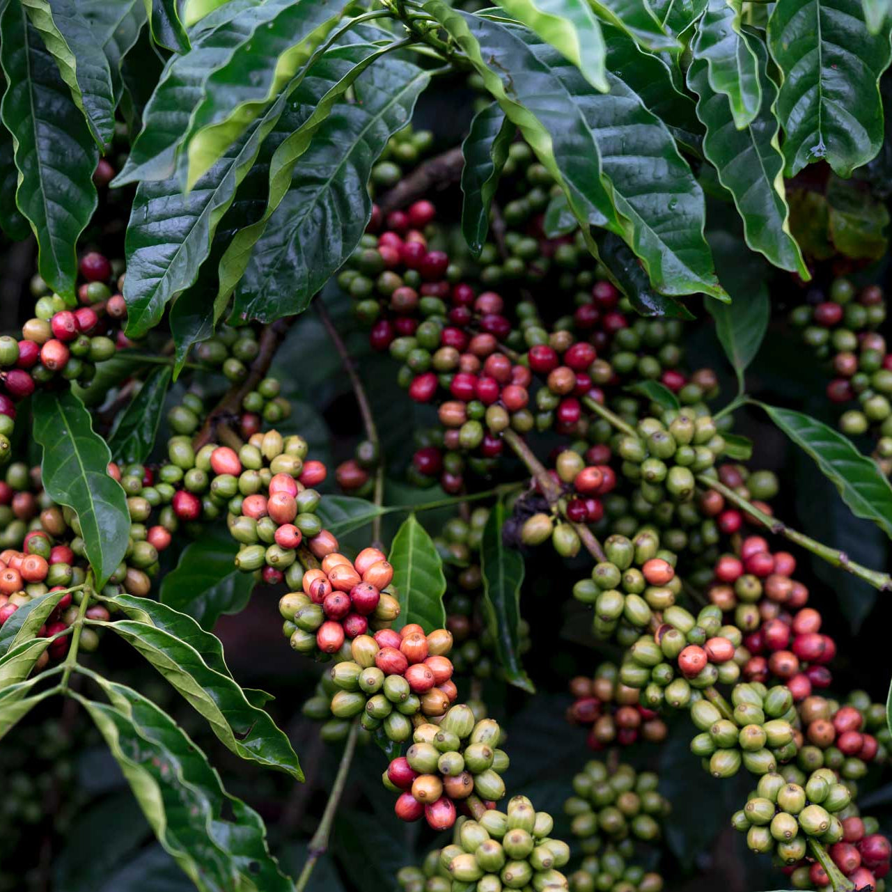 Coffee cherries growing in Brazil