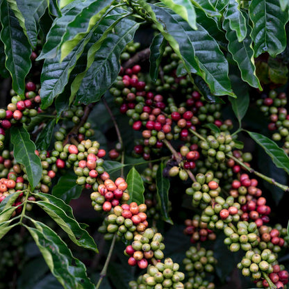 Coffee cherries growing in Brazil