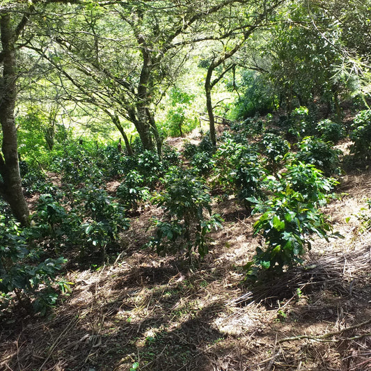 Coffee trees growing on Finca Alema, Loja, Ecuador