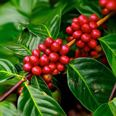 Colombian Coffee Cherries