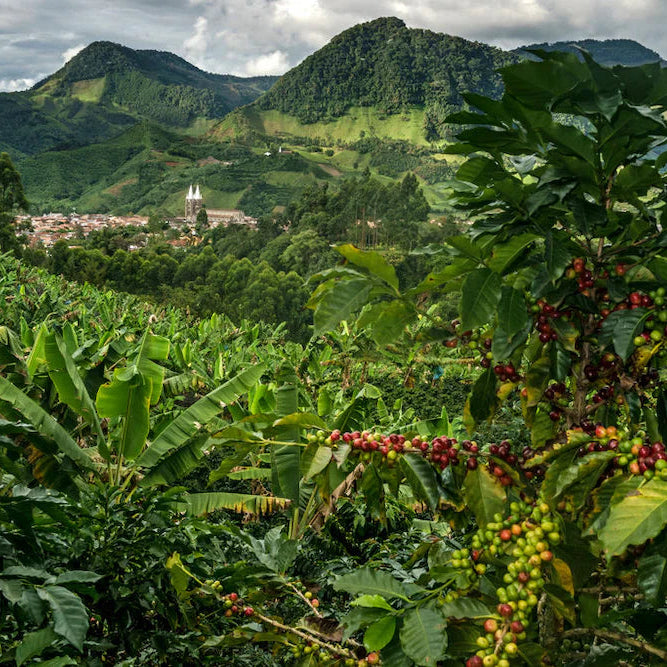 Colombian coffee farm