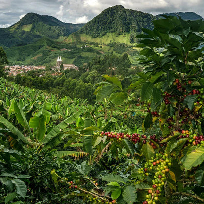 Colombian coffee farm