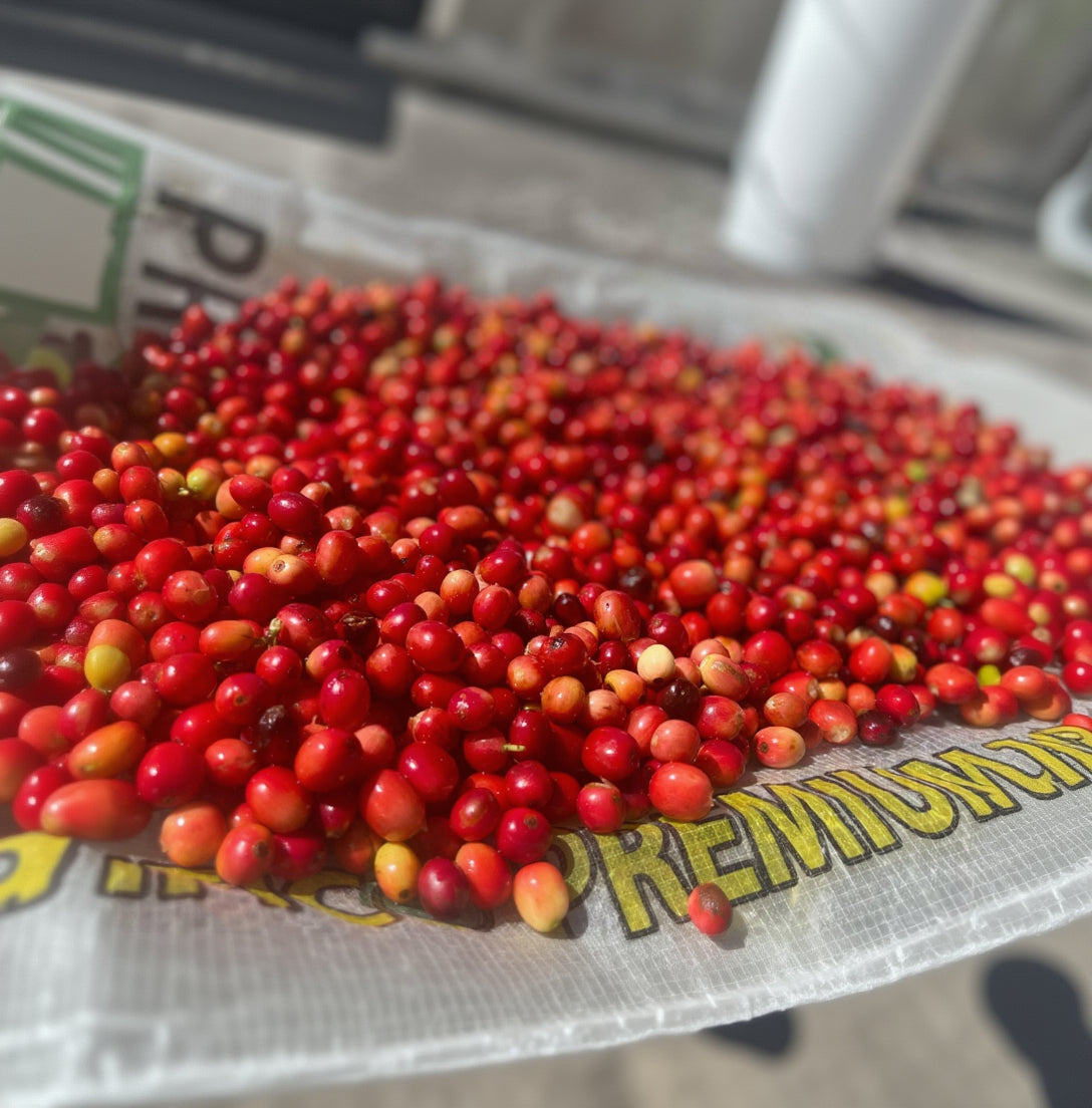 Ecuadorian coffee cherries from Finca Alema, Loja