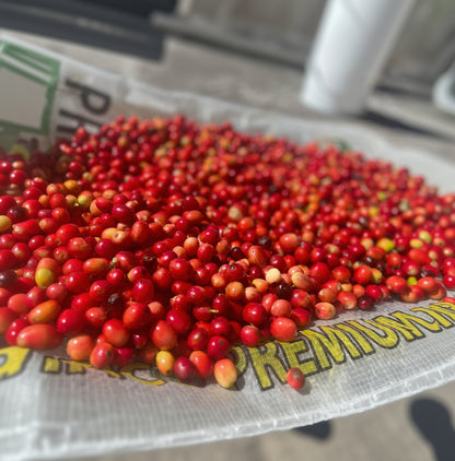 Ecuadorian coffee cherries from Finca Alema, Loja