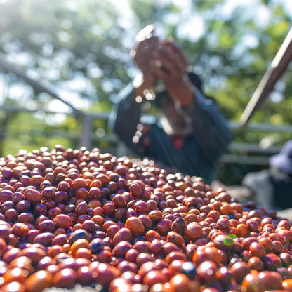 Farmer dropping coffee cherries onto pile