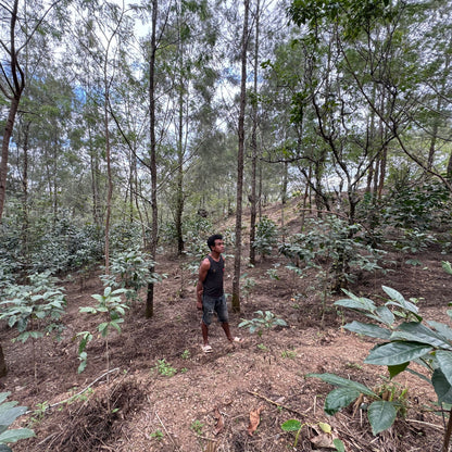 Timor Leste Eratoi