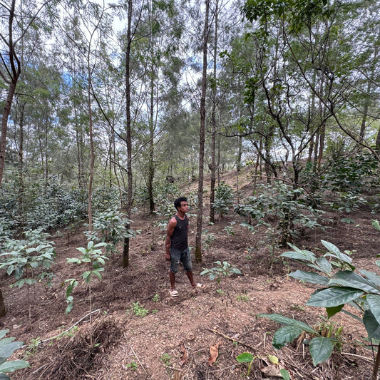 Timor Leste Eratoi