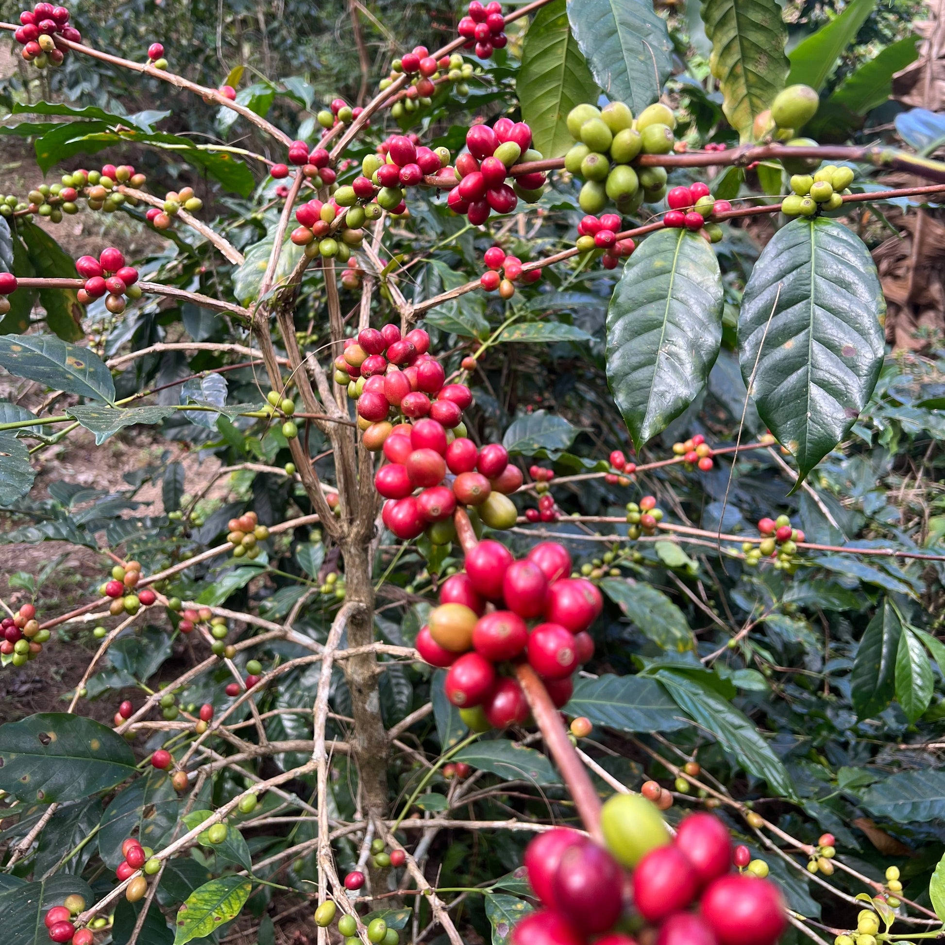 Timor Leste Eratoi