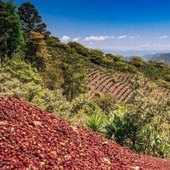 Honduras Santa Barbara