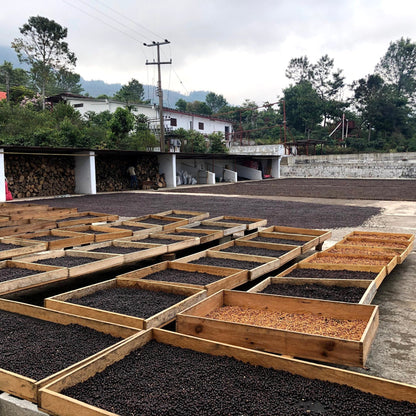 Mexico Sipro Amatenango