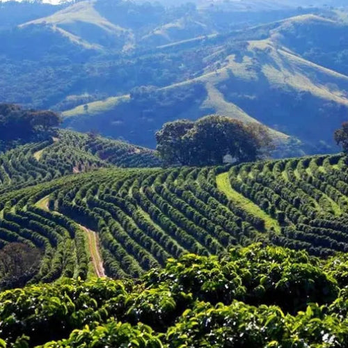 Brazil Minas Gerais Coffee