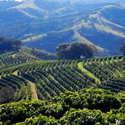 Brazil Minas Gerais Coffee