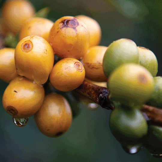 Nicaragua Finca Santa Maria de Lourdes