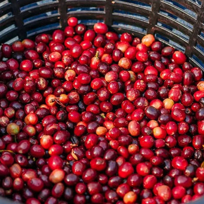 Ripe Guatemalan coffee cherries, ready for processing