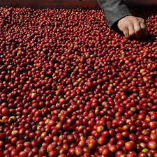 Ripe coffee cherries ready for processing