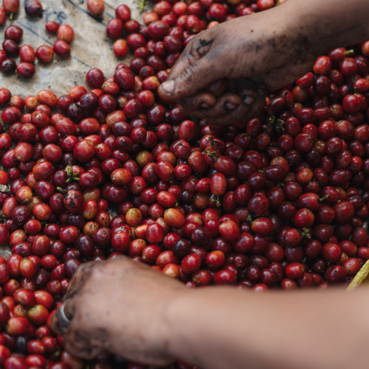 Bolivia Finca El Volcan