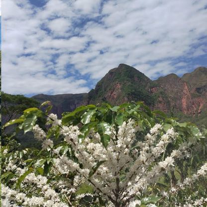 Bolivia Finca El Volcan