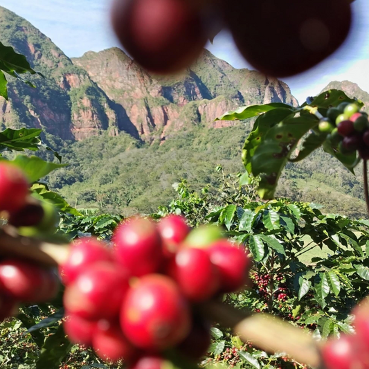 Bolivia Finca El Volcan