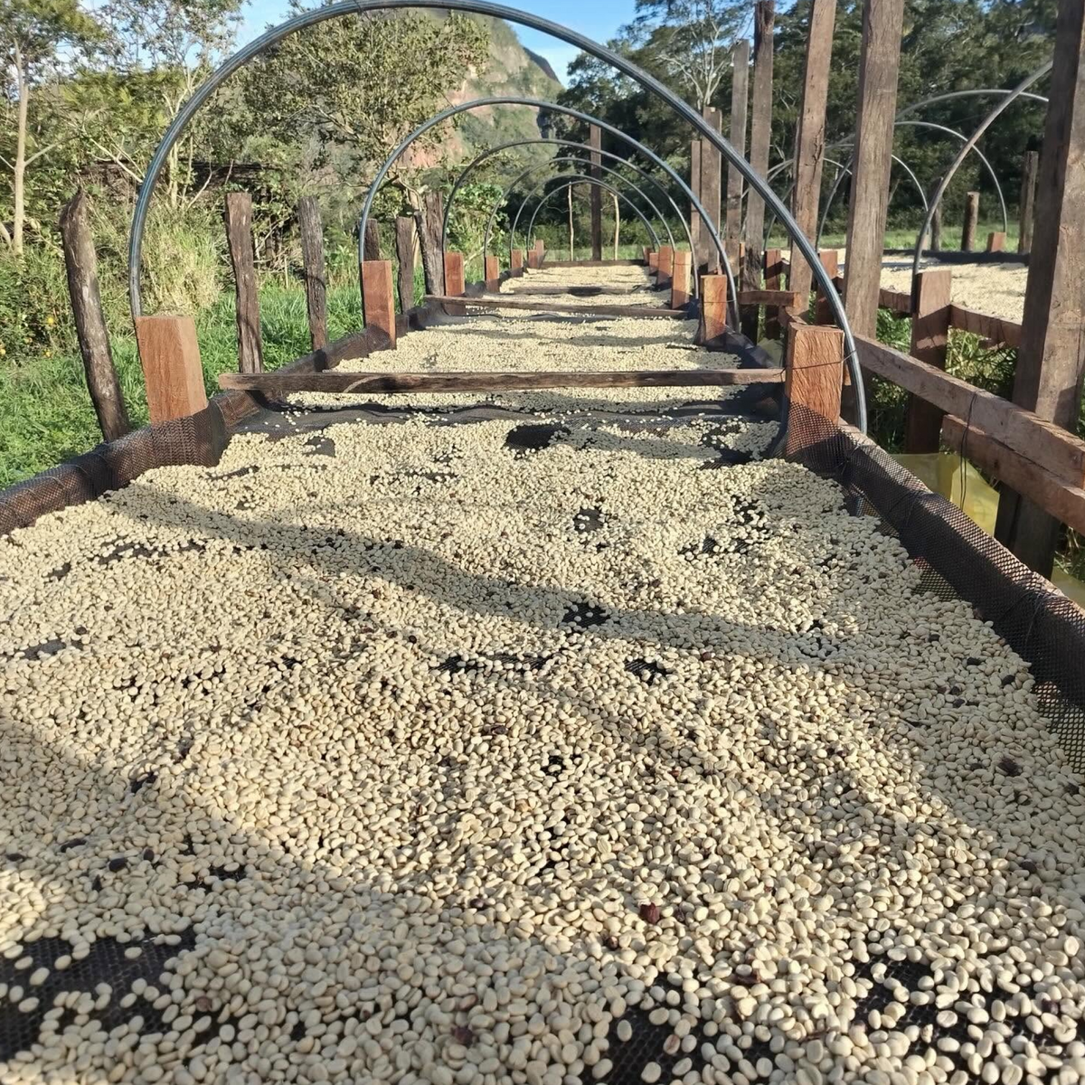 Bolivia Finca El Volcan