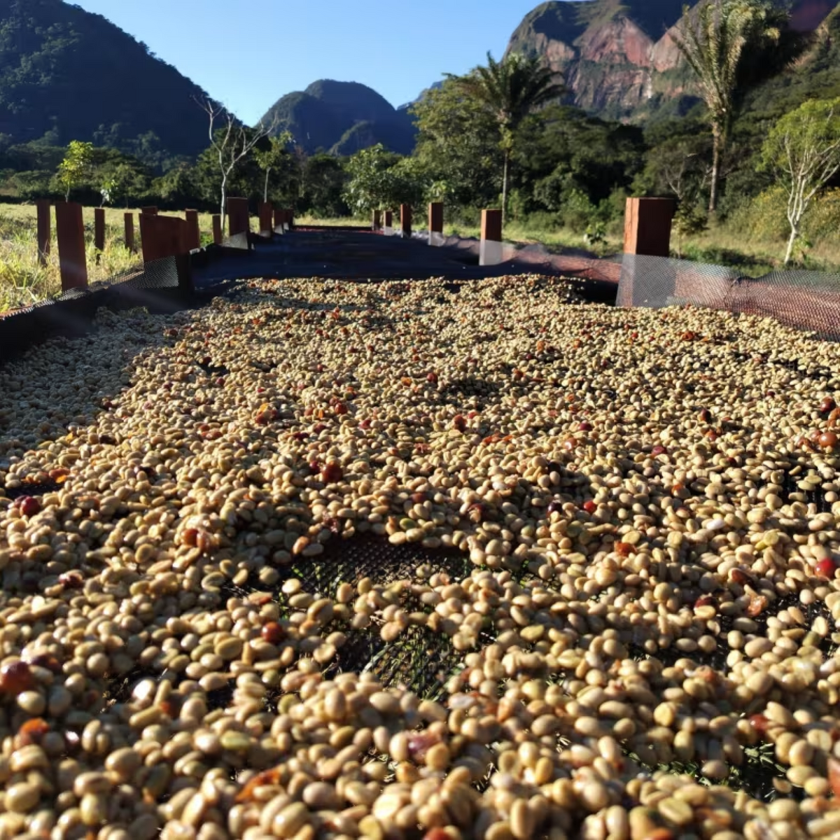Bolivia Finca El Volcan