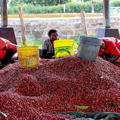 coffee cherries being processed in Kenya