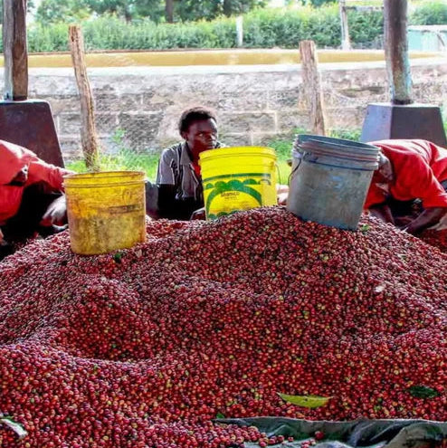 coffee cherries being processed in Kenya