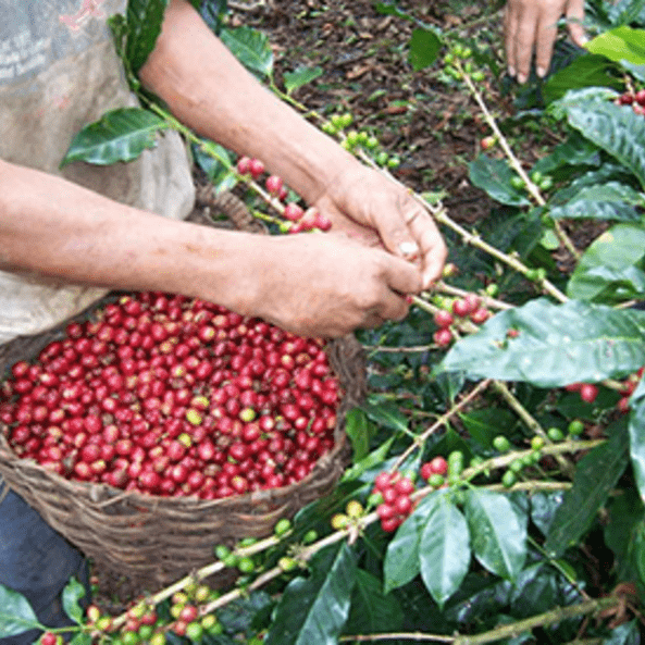 Mexico Finca Monte Azul