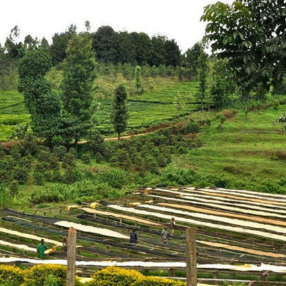 Kenya Thunguri Peaberry