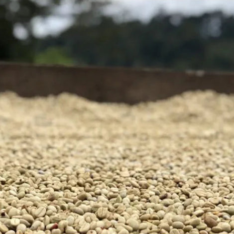 Nicaragua Finca Santa Maria de Lourdes