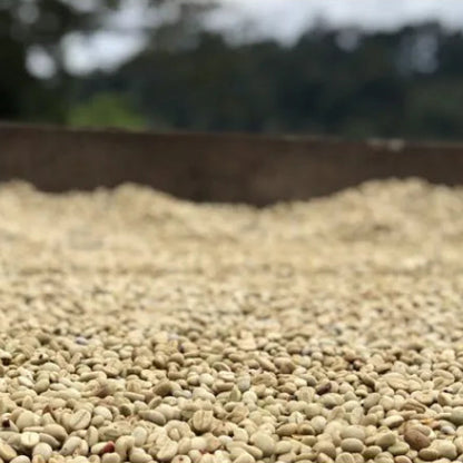 Nicaragua Finca Santa Maria de Lourdes