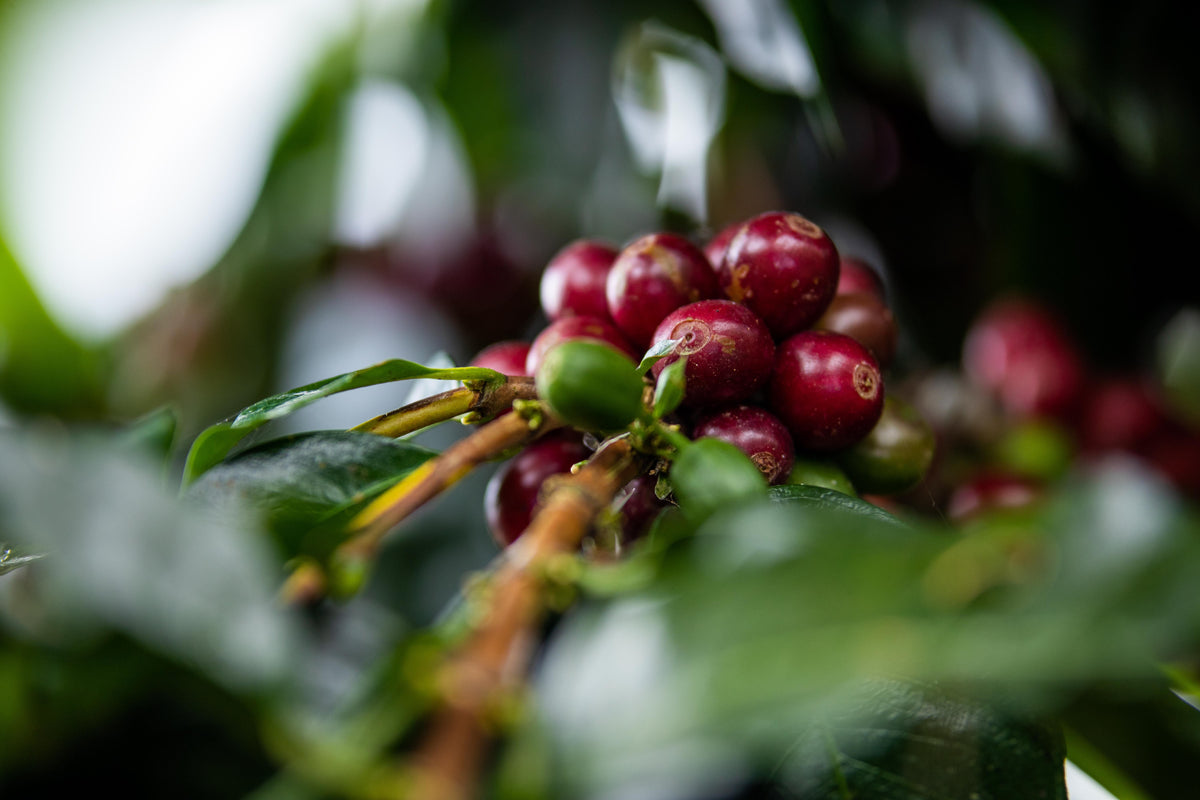 Peru Marañón (Swiss Water Decaf)