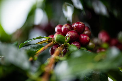 Peru Marañón (Swiss Water Decaf)