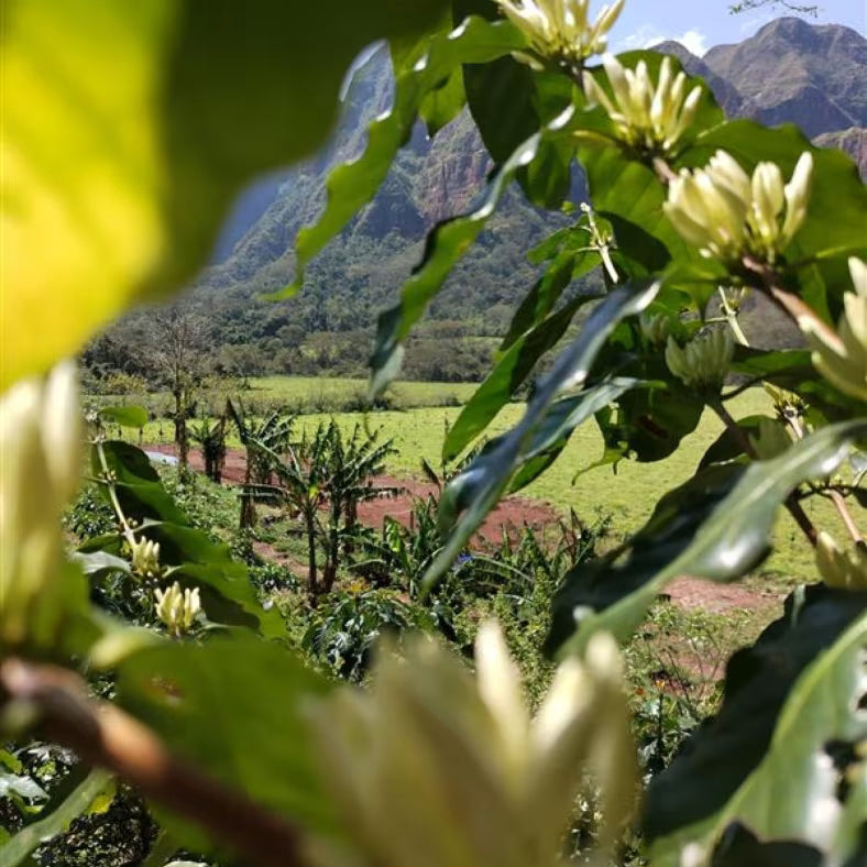 Bolivia Finca El Volcan