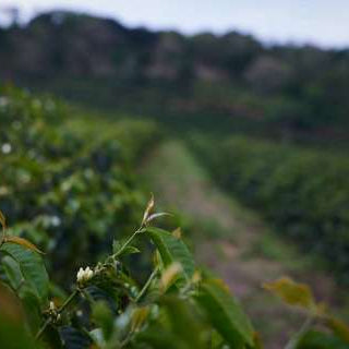 Mexico Finca Monte Azul